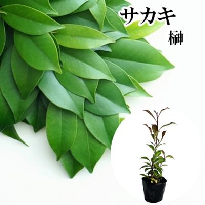 本榊（苗木、植木） | 花、ガーデニング の商品一覧 通販 - Yahoo