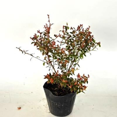 花と緑スーパーSEVEN - 低木｜Yahoo!ショッピング