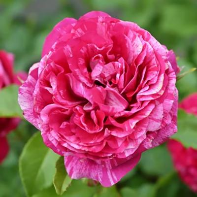 絞りのバラ苗（花の苗）｜苗 | 花、ガーデニング の商品一覧 通販