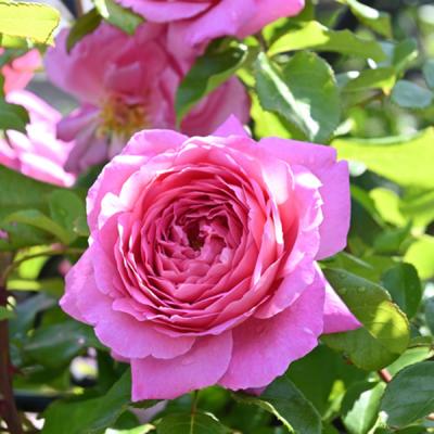 カップ咲き ロゼット咲き（花の苗）｜苗 | 花、ガーデニング の商品
