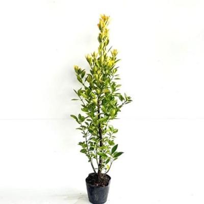 黄金マサキのおすすめ人気商品一覧 通販 - Yahoo!ショッピング