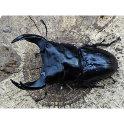 極太オオクワガタNo3.No6.No10.No13種メス オオクワガタ 極太（クワガタ）｜昆虫生体｜昆虫用品 | ペット用品