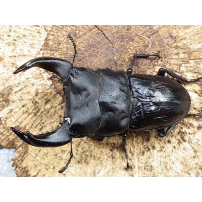オオクワガタ 極太（クワガタ）｜昆虫生体｜昆虫用品 | ペット用品