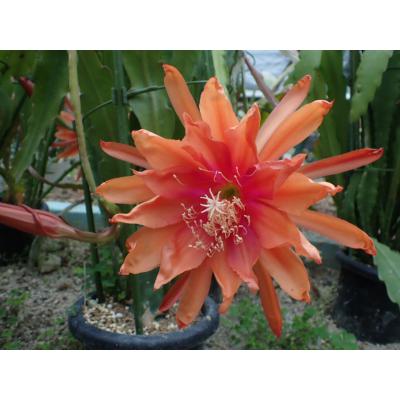 UMBER KELP - クジャクサボテン Epiphyllum hybrid｜Yahoo