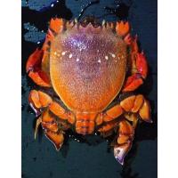 オカヤドカリ科 ヤシガニ Birgus Latro 中サイズ １匹 Yashigani2 アクアハウス魚の道 通販 Yahoo ショッピング