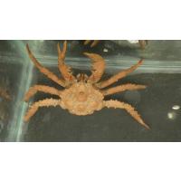 タラバガニ科 オダワラフサイバラガニ Paralomis Odawarai 甲幅約3 6cm １匹 Odawarahusaibara1 アクアハウス魚の道 通販 Yahoo ショッピング