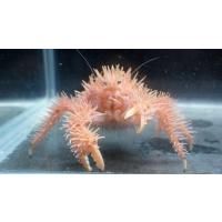 オカヤドカリ科 ヤシガニ Birgus Latro 中サイズ １匹 Yashigani2 アクアハウス魚の道 通販 Yahoo ショッピング