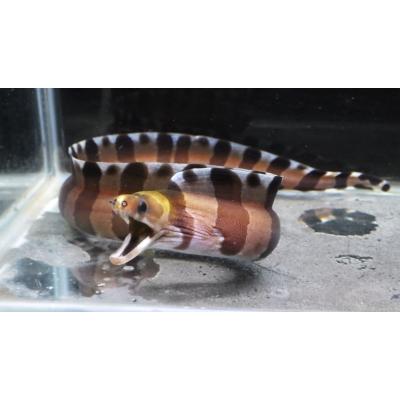 ウツボ科） クラカケウツボ Gymnothorax rueppelliae（20〜30cm） 1匹 