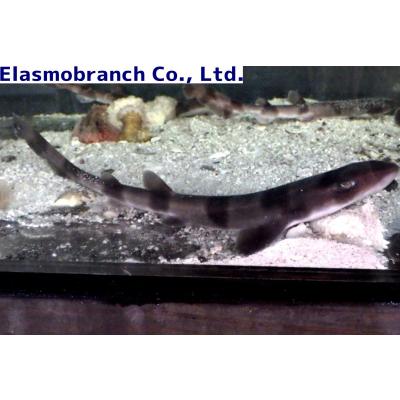 シマザメ 約40cm シマザメ 約40cm