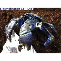 オカヤドカリ科 ヤシガニ Birgus Latro 中サイズ １匹 食用不可 Yashigani2 アクアハウス魚の道 通販 Yahoo ショッピング