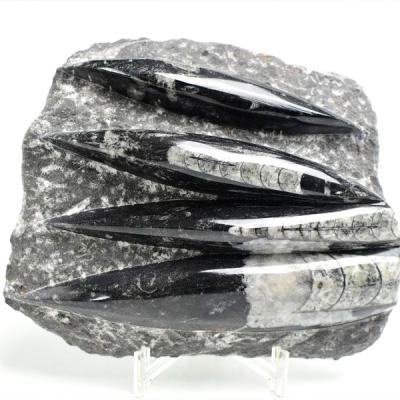 直角貝　化石　希少品 楽天市場】オルソセラス 直角貝 化石【モロッコ産】【約132.9g