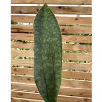 サンスベリア ファーンウッド ミカド サンセベリア 選べる鉢色 G 114 花と緑の専門店 土っ子倶楽部 通販 Yahoo ショッピング