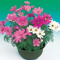 花の種(営利用)コスモス センセーション ミックス 1kg サカタのタネ 花の種(営利用)コスモス センセーション ミックス 1kg サカタのタネ