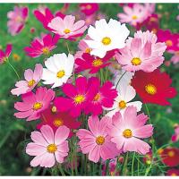 花の種(営利用)コスモス センセーション ミックス 1l サカタのタネ 花の種(営利用)コスモス センセーション ミックス 1l サカタのタネ