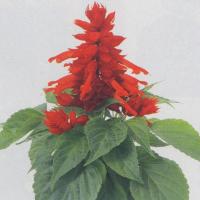 花の種（営利用）サルビア ビスタ レッド 1000粒 サカタのタネ 種苗 