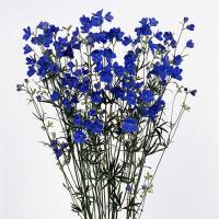 花の種 営利用 デルフィニウム シネンシス種 F1デジタルピンク 1000粒 タキイ種苗 メール便発送 Vg ベジタブルガーデン ハラダ 通販 Yahoo ショッピング