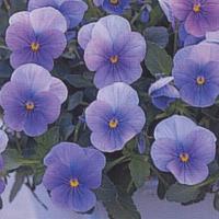 花の種 営利用 ビオラ F1ビビ系 F1ビビ クリアライトブルー 1000粒 10 タキイ種苗 Vg060 ベジタブルガーデン ハラダ 通販 Yahoo ショッピング