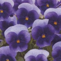 花の種 営利用 ビオラ F1フローラルパワー系 F1フローラルパワー ピンクレモンリップ 1000粒 タキイ種苗 メール便発送 Vg ベジタブルガーデン ハラダ 通販 Yahoo ショッピング