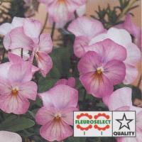 花の種 営利用 ビオラ F1フローラルパワー系 F1フローラルパワー ピンクレモンリップ 1000粒 タキイ種苗 メール便発送 Vg ベジタブルガーデン ハラダ 通販 Yahoo ショッピング