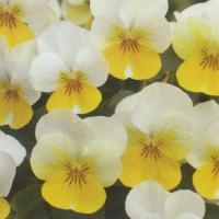 花の種 営利用 ビオラ F1フローラルパワー系 F1フローラルパワー ピンクレモンリップ 1000粒 タキイ種苗 メール便発送 Vg ベジタブルガーデン ハラダ 通販 Yahoo ショッピング