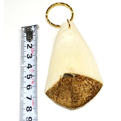 ピラルクのうろこ 生物園オリジナル】ピラルクのうろこ | 生物園オンラインショップ