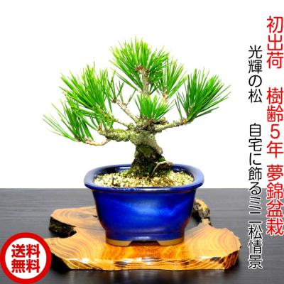 ミニ盆栽三河黒松のおすすめ人気商品一覧 通販 - Yahoo!ショッピング