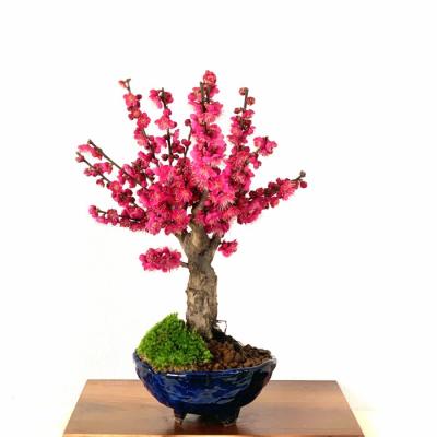 紅梅 盆栽のおすすめ人気商品一覧 通販 - Yahoo!ショッピング