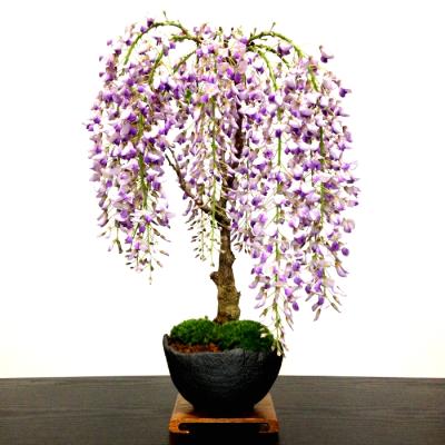 盆栽 藤の商品一覧 通販 - Yahoo!ショッピング 盆栽 藤の商品一覧 通販 - Yahoo!ショッピング