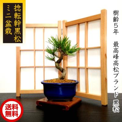 黒松盆栽のおすすめ人気商品一覧 通販 - Yahoo!ショッピング