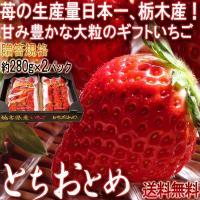 産地直送 とちおとめ 約280g×2パック 栃木県産 贈答品 JAかみつが 黒箱入り 苺の生産量日本一の栃木県産！甘み豊かで鮮やかな大粒いちご :55667:産地から玄関へ - 通販 - Yahoo!ショッピング