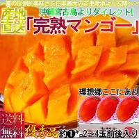 産地直送 宮古島マンゴー 沖縄産 1kg 2〜4玉 秀品〜優品 贈答可能 産地箱入り 生産量日本一の宮古島が誇るアップルマンゴー！ 