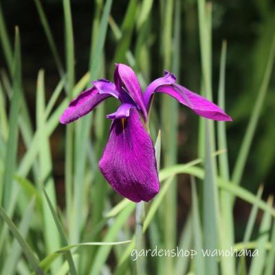 菖蒲の花のおすすめ人気ランキングTOP100 - Yahoo!ショッピング