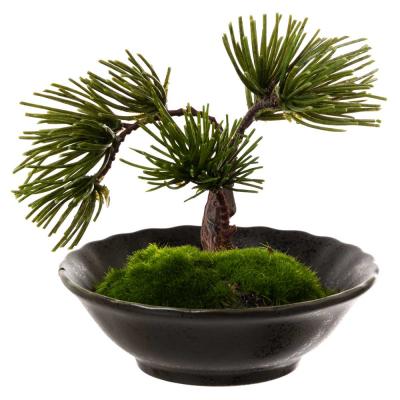 BONSAI 盆栽 02のおすすめ人気商品一覧 通販 - Yahoo!ショッピング