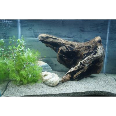 水槽 流木 アク抜きのおすすめ人気商品一覧 通販 - Yahoo!ショッピング