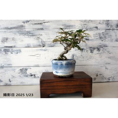 グミ（盆栽、苔玉）の商品一覧 | 花、ガーデニング 通販 - Yahoo 