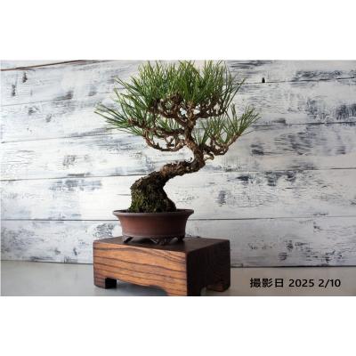 盆栽 黒松のおすすめ人気商品一覧 通販 - Yahoo!ショッピング