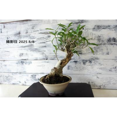 盆栽クチナシの商品一覧 通販 - Yahoo!ショッピング