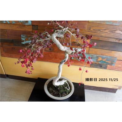 盆栽 『コマユミ』 紅葉 花 実 アート インテリア 送料無料 b193 盆栽 『コマユミ』 紅葉 花 実 アート インテリア 送料無料 b193 盆栽