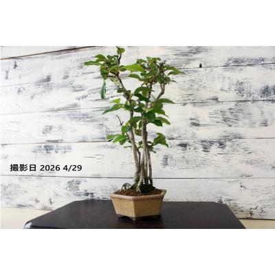花梨（花、ガーデニング）のおすすめ人気商品一覧 通販 - Yahoo