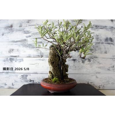 盆栽 『磯山椒』 石付き 花 インテリア オブジェ 観葉植物 送料無料 243 盆栽 『磯山椒』 石付き 花 和風 インテリア 園芸 ガーデニング