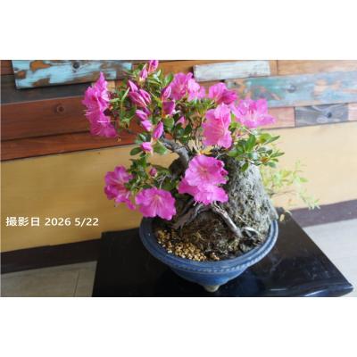 ツツジ（盆栽）｜盆栽、苔玉 | 花、ガーデニング のおすすめ人気商品