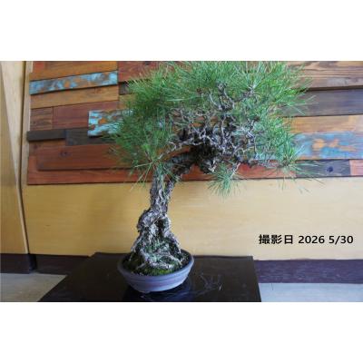 WOOD DROPS - 盆栽｜Yahoo!ショッピング
