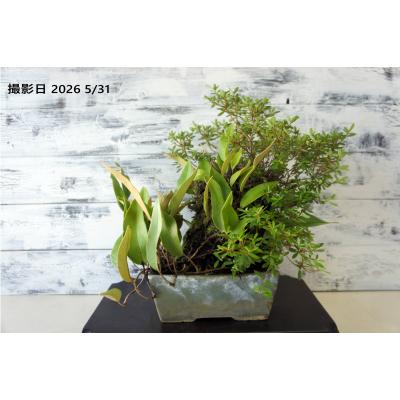 ツツジ（盆栽）｜盆栽、苔玉 | 花、ガーデニング のおすすめ人気商品