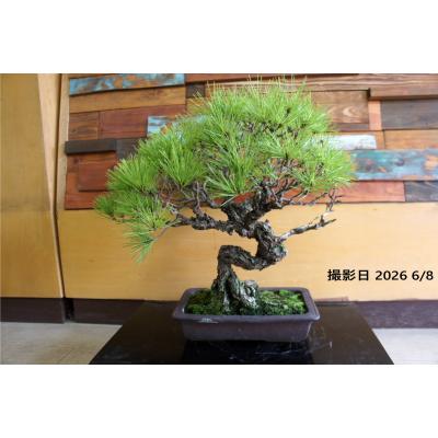 赤松盆栽のおすすめ人気商品一覧 通販 - Yahoo!ショッピング