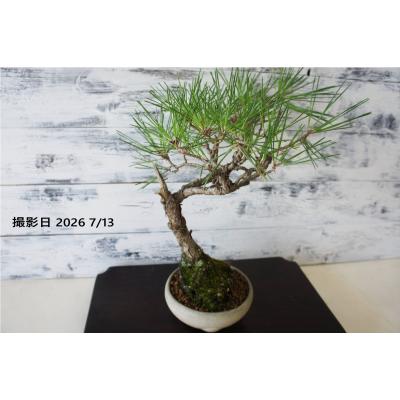 WOOD DROPS - 盆栽｜Yahoo!ショッピング
