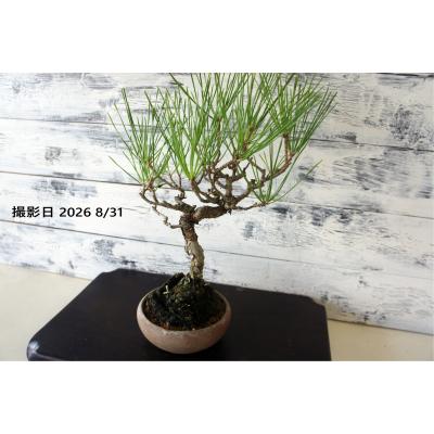 WOOD DROPS - 盆栽｜Yahoo!ショッピング