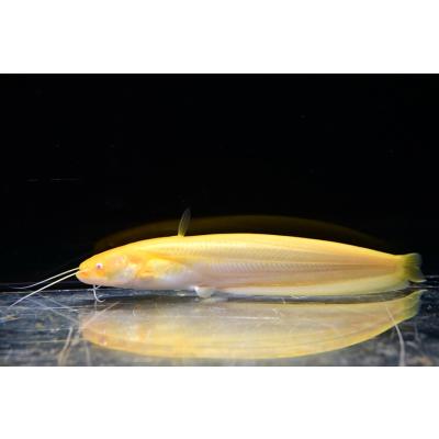 ナマズ Ninja x adidas ZX Torsion “Time In” Release Date | Nice Kicks