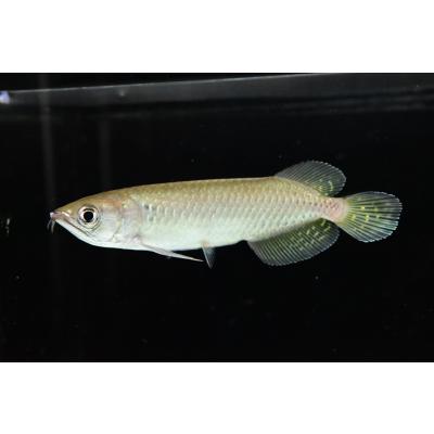 アロワナ（熱帯魚生体）｜観賞魚生体｜熱帯魚、アクアリウム用品