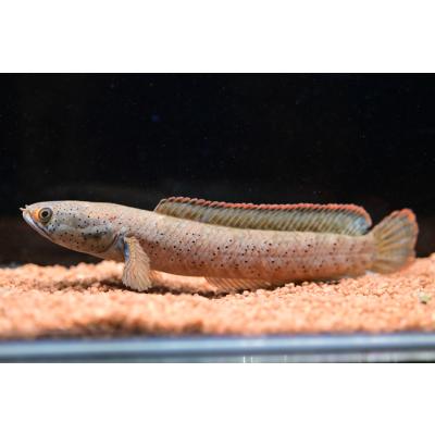 チャンナsp.スラタニイエロー ”タイ/スラタニ県” 15cm スネークヘッド