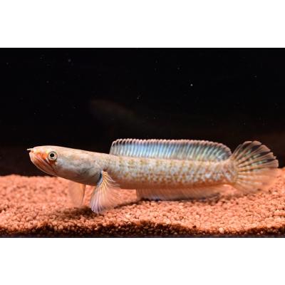 レインボースネークヘッドのおすすめ人気商品一覧 通販 - Yahoo